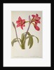 Amaryllis Brasiliensis by Pierre Joseph Redouté