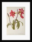 Amaryllis Brasiliensis by Pierre Joseph Redouté