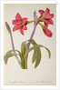 Amaryllis Brasiliensis by Pierre Joseph Redouté