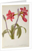 Amaryllis Brasiliensis by Pierre Joseph Redouté