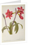 Amaryllis Brasiliensis by Pierre Joseph Redouté