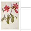 Amaryllis Brasiliensis by Pierre Joseph Redouté