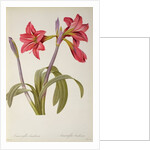 Amaryllis Brasiliensis by Pierre Joseph Redouté
