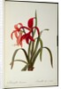 Amaryllis Formosissima, 1808 by Pierre-Joseph Redouté