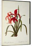 Amaryllis Formosissima, 1808 by Pierre-Joseph Redouté