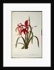 Amaryllis Formosissima, 1808 by Pierre-Joseph Redouté