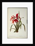 Amaryllis Formosissima, 1808 by Pierre-Joseph Redouté