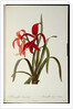 Amaryllis Formosissima, 1808 by Pierre-Joseph Redouté
