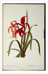Amaryllis Formosissima, 1808 by Pierre-Joseph Redouté