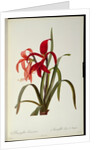 Amaryllis Formosissima, 1808 by Pierre-Joseph Redouté
