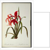 Amaryllis Formosissima, 1808 by Pierre-Joseph Redouté