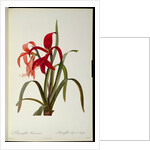 Amaryllis Formosissima, 1808 by Pierre-Joseph Redouté