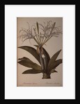 Pancratium speciosum by Pierre Joseph Redoute