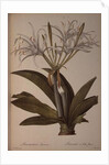 Pancratium speciosum by Pierre Joseph Redoute