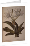 Pancratium speciosum by Pierre Joseph Redoute