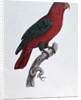 Parrot: Lory or Collared by Jacques Barraband
