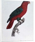 Parrot: Lory or Collared by Jacques Barraband