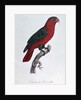 Parrot: Lory or Collared by Jacques Barraband