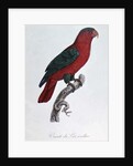 Parrot: Lory or Collared by Jacques Barraband