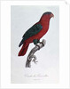 Parrot: Lory or Collared by Jacques Barraband