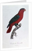 Parrot: Lory or Collared by Jacques Barraband