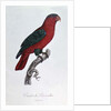 Parrot: Lory or Collared by Jacques Barraband