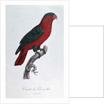Parrot: Lory or Collared by Jacques Barraband
