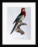 Omnicoloured Parakeet by Jacques Barraband