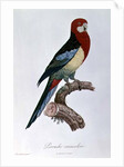 Omnicoloured Parakeet by Jacques Barraband