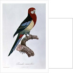 Omnicoloured Parakeet by Jacques Barraband