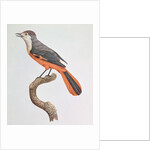 Orange Jay by Jacques Barraband