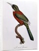 Great Jacamar by Jacques (after) Barraband