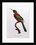 Great Jacamar by Jacques (after) Barraband
