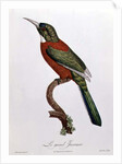 Great Jacamar by Jacques (after) Barraband
