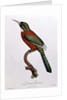 Great Jacamar by Jacques (after) Barraband