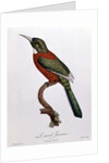 Great Jacamar by Jacques (after) Barraband