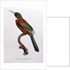 Great Jacamar by Jacques (after) Barraband