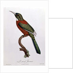 Great Jacamar by Jacques (after) Barraband