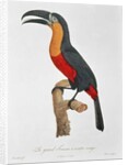 Toucan: Great Red-Bellied by Jacques Barraband by Jacques Barraband