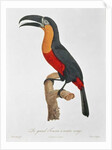 Toucan: Great Red-Bellied by Jacques Barraband by Jacques Barraband