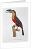 Toucan: Great Red-Bellied by Jacques Barraband by Jacques Barraband