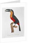 Toucan: Great Red-Bellied by Jacques Barraband by Jacques Barraband