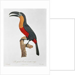 Toucan: Great Red-Bellied by Jacques Barraband by Jacques Barraband