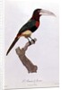 Azara Aracari by Jacques Barraband