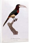 Azara Aracari by Jacques Barraband