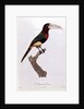 Azara Aracari by Jacques Barraband