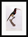 Azara Aracari by Jacques Barraband