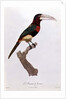 Azara Aracari by Jacques Barraband