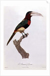 Azara Aracari by Jacques Barraband