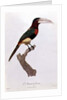 Azara Aracari by Jacques Barraband